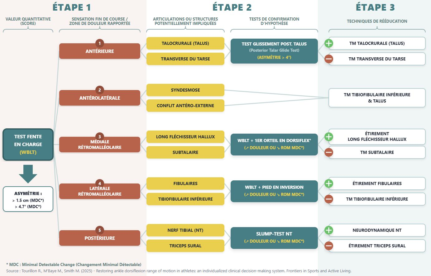 arbre decisionnel cheville